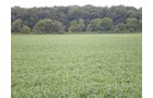 Property photo 13 - 721+/- Acres Offered in 15 Tracts - Session B