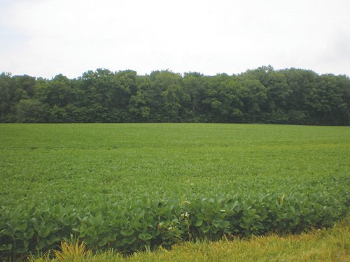 Property photo 9 - 721+/- Acres Offered in 15 Tracts - Session B