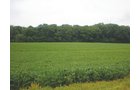 Property photo 9 - 721+/- Acres Offered in 15 Tracts - Session B