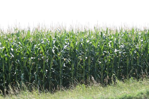 Property photo 1 - 724 +/- Acres Offered in 8 Tracts - Session A
