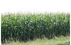 Property photo 1 - 724 +/- Acres Offered in 8 Tracts - Session A