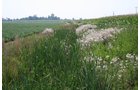 Property photo 9 - 724 +/- Acres Offered in 8 Tracts - Session A
