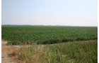 Property photo 12 - 724 +/- Acres Offered in 8 Tracts - Session A