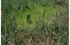 Property photo 10 - 724 +/- Acres Offered in 8 Tracts - Session A