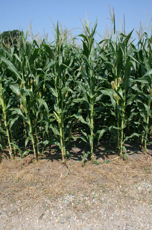 Property photo 16 - 724 +/- Acres Offered in 8 Tracts - Session A