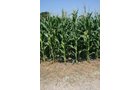 Property photo 16 - 724 +/- Acres Offered in 8 Tracts - Session A