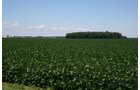 Property photo 28 - 724 +/- Acres Offered in 8 Tracts - Session A