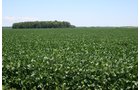 Property photo 29 - 724 +/- Acres Offered in 8 Tracts - Session A
