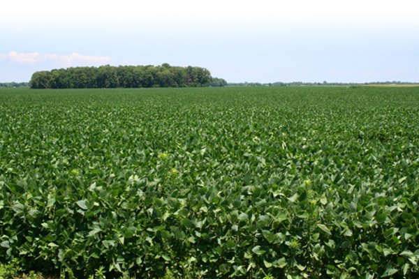724 +/- Acres Offered in 8 Tracts - Session A