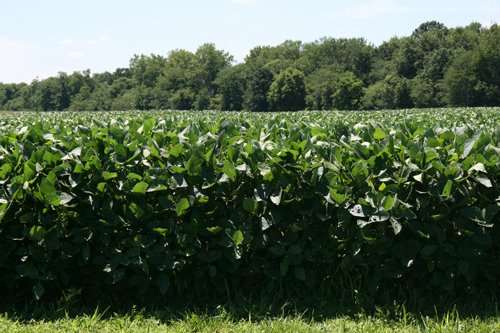 Property photo 18 - 724 +/- Acres Offered in 8 Tracts - Session A