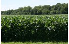 Property photo 18 - 724 +/- Acres Offered in 8 Tracts - Session A