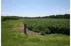 Property photo 4 - 724 +/- Acres Offered in 8 Tracts - Session A