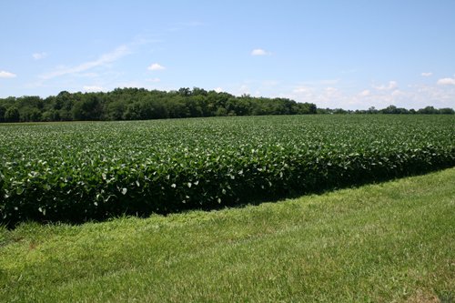 Property photo 34 - 724 +/- Acres Offered in 8 Tracts - Session A