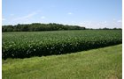 Property photo 34 - 724 +/- Acres Offered in 8 Tracts - Session A