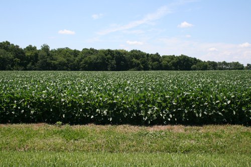 Property photo 3 - 724 +/- Acres Offered in 8 Tracts - Session A