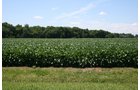Property photo 3 - 724 +/- Acres Offered in 8 Tracts - Session A