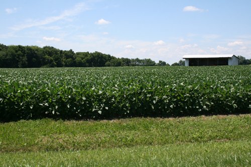 Property photo 7 - 724 +/- Acres Offered in 8 Tracts - Session A