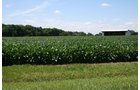 Property photo 7 - 724 +/- Acres Offered in 8 Tracts - Session A
