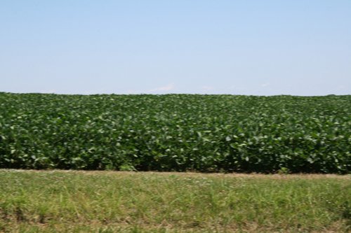 Property photo 14 - 724 +/- Acres Offered in 8 Tracts - Session A
