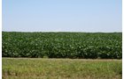 Property photo 14 - 724 +/- Acres Offered in 8 Tracts - Session A
