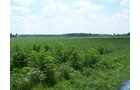Property photo 15 - 724+/- Acres Offered in 8 Tracts - Session B