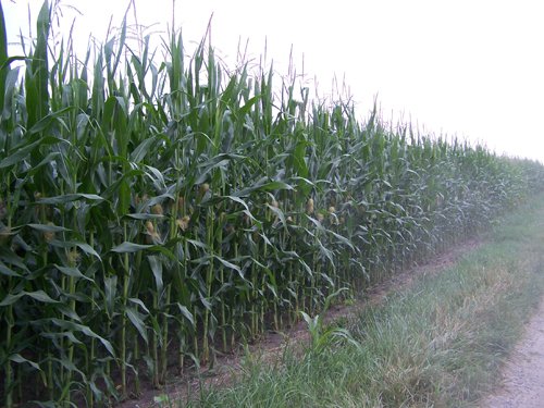 Property photo 7 - 724+/- Acres Offered in 8 Tracts - Session B