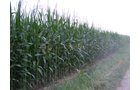 Property photo 7 - 724+/- Acres Offered in 8 Tracts - Session B