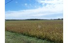 Property photo 21 - 724+/- Acres Offered in 8 Tracts - Session B