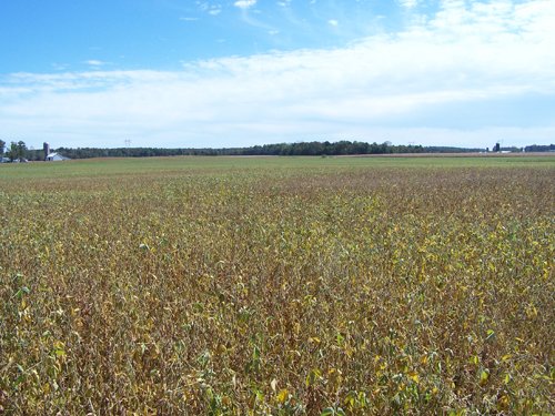 Property photo 14 - 724+/- Acres Offered in 8 Tracts - Session B