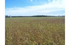 Property photo 14 - 724+/- Acres Offered in 8 Tracts - Session B