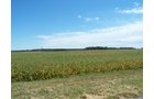 Property photo 18 - 724+/- Acres Offered in 8 Tracts - Session B