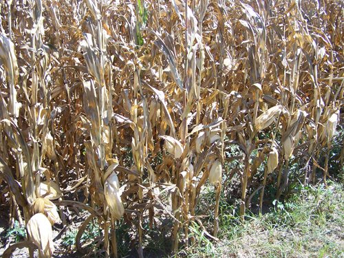Property photo 13 - 724+/- Acres Offered in 8 Tracts - Session B