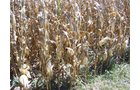 Property photo 13 - 724+/- Acres Offered in 8 Tracts - Session B