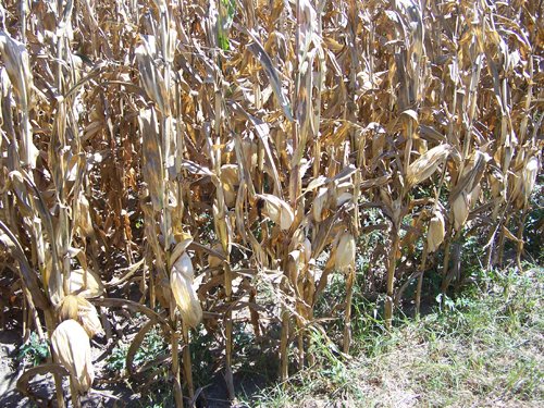Property photo 10 - 724+/- Acres Offered in 8 Tracts - Session B