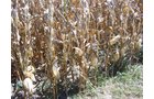 Property photo 10 - 724+/- Acres Offered in 8 Tracts - Session B