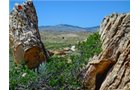 Property photo 21 - 92,312+/- Acres Offered in 14 Tracts