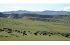 Property photo 28 - 92,312+/- Acres Offered in 14 Tracts