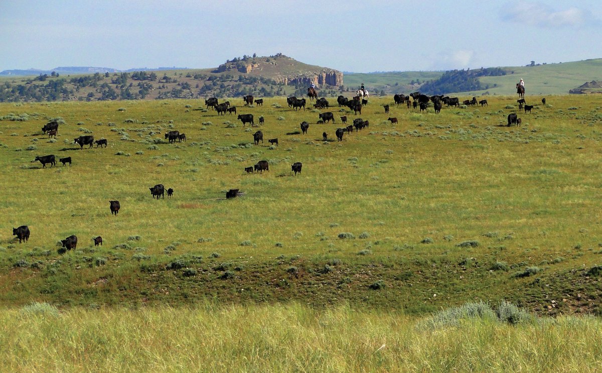 Property photo 22 - 92,312+/- Acres Offered in 14 Tracts