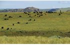 Property photo 22 - 92,312+/- Acres Offered in 14 Tracts