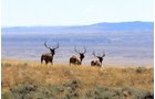 Property photo 29 - 92,312+/- Acres Offered in 14 Tracts