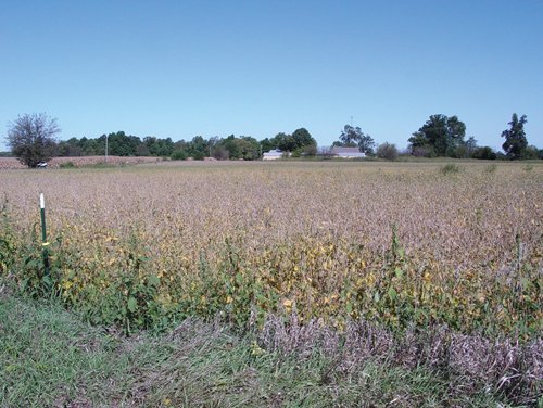 Property photo 5 - 57 Acres Offered in 3 Tracts