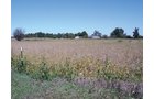 Property photo 5 - 57 Acres Offered in 3 Tracts