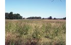 Property photo 13 - 57 Acres Offered in 3 Tracts
