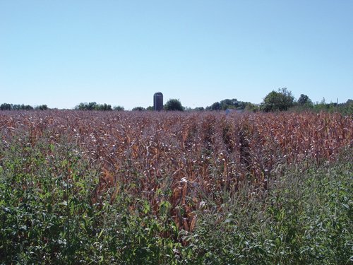Property photo 4 - 57 Acres Offered in 3 Tracts