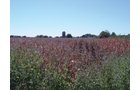 Property photo 4 - 57 Acres Offered in 3 Tracts