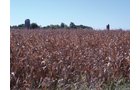 Property photo 6 - 57 Acres Offered in 3 Tracts