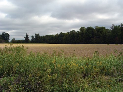 Property photo 12 - 57 Acres Offered in 3 Tracts