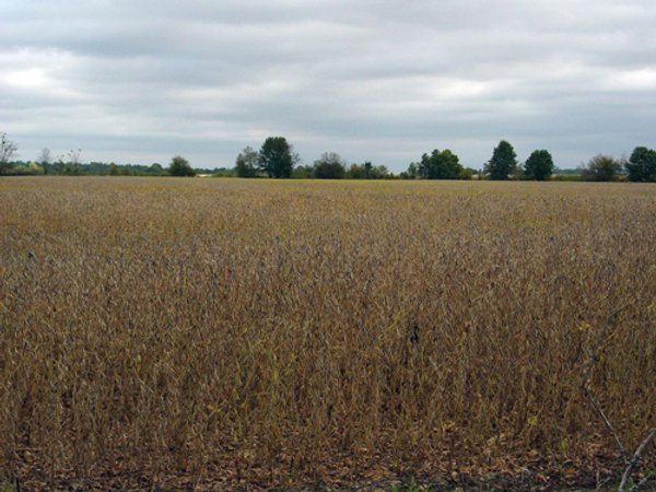 57 Acres Offered in 3 Tracts