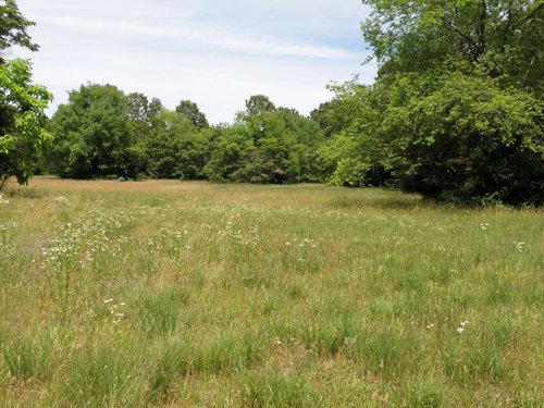 Property photo 12 - 67 +/- Acres Offered in 3 Tracts