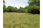 Property photo 12 - 67 +/- Acres Offered in 3 Tracts